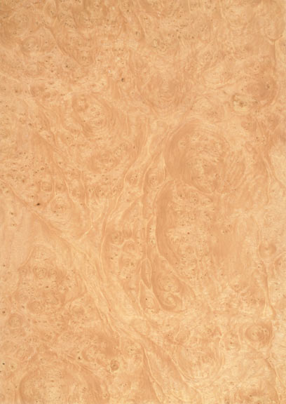 Chestnut Burr