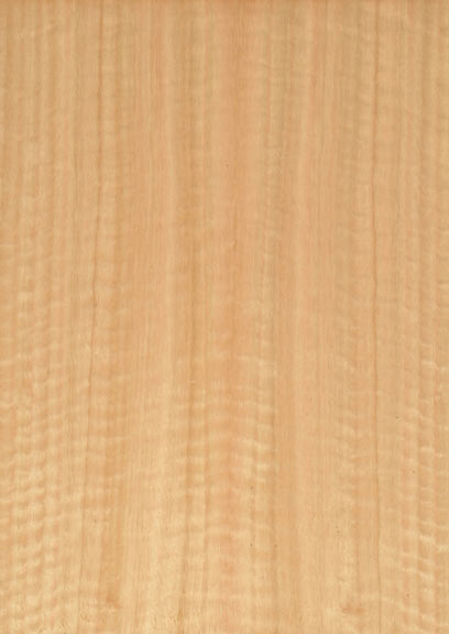 Eucalyptus Quartered