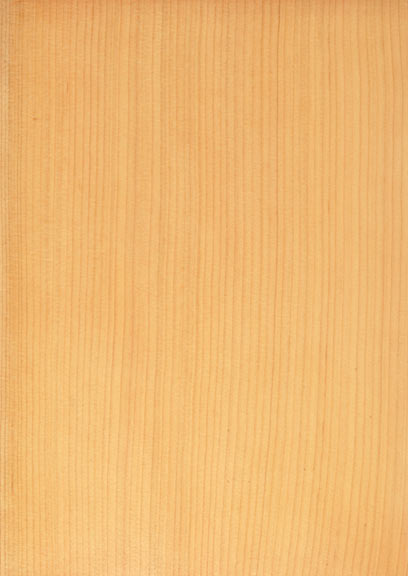 Cedar Lebanon