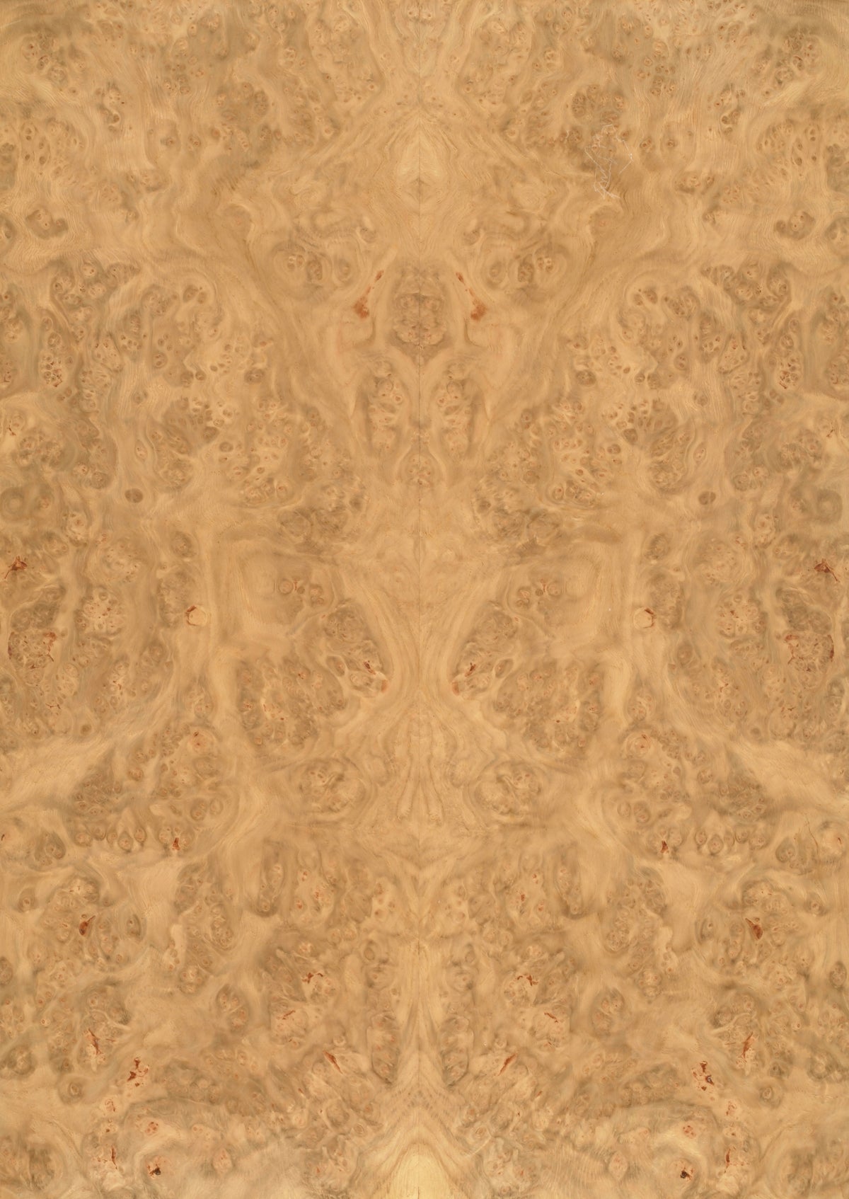 Oak Burr