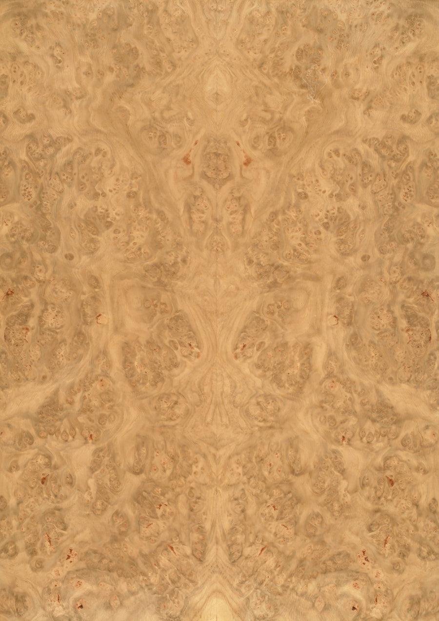 Oak Burr