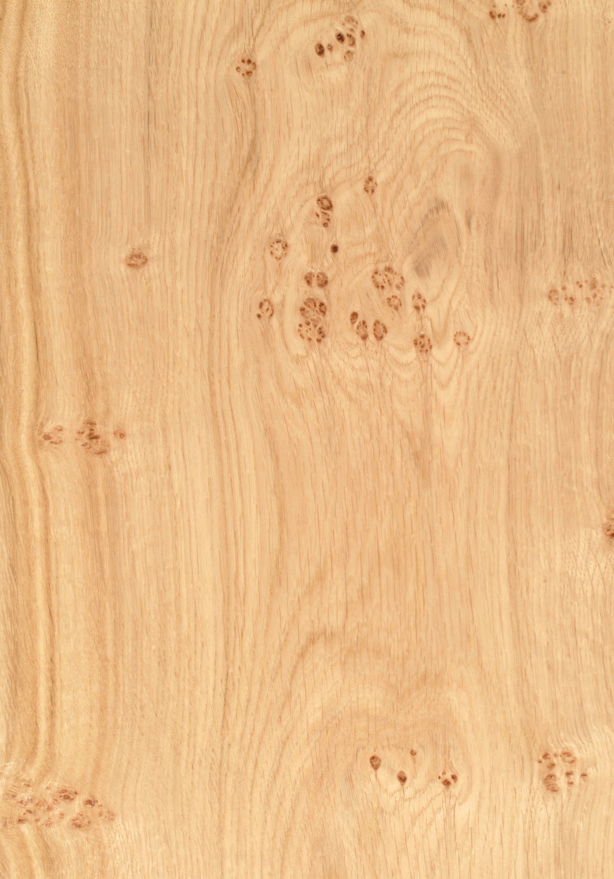 Oak Pippy