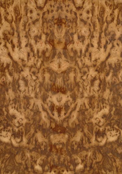 Oak Brown Burr 'Tiger'