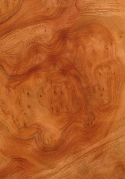 Camphor Burr