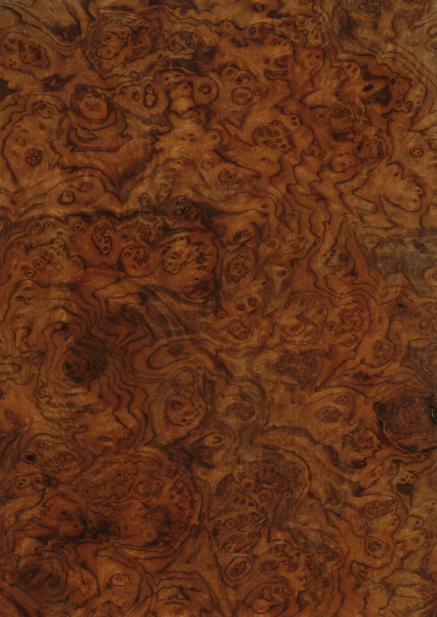 Walnut American Burr
