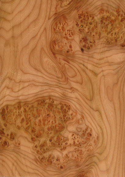 Elm Cluster