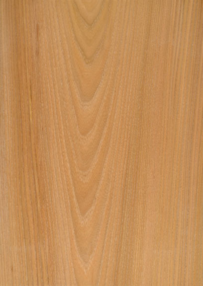 Elm American Red Crown
