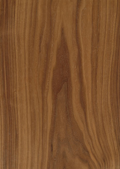 Walnut American Crown
