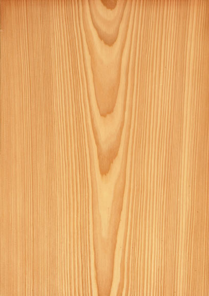 Larch Crown