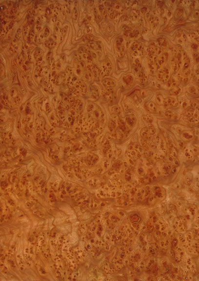 Elm Burr