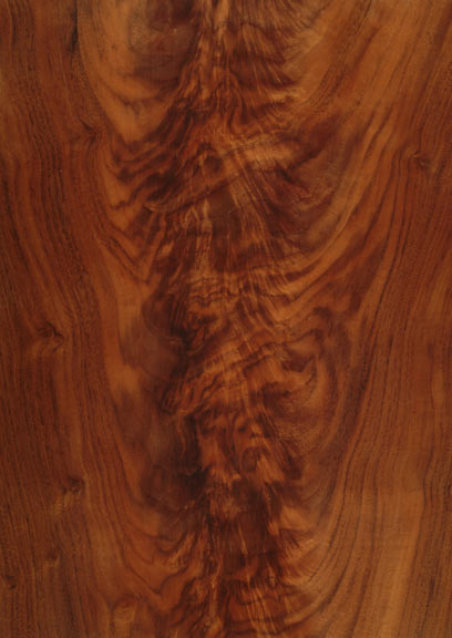 Walnut American Curl