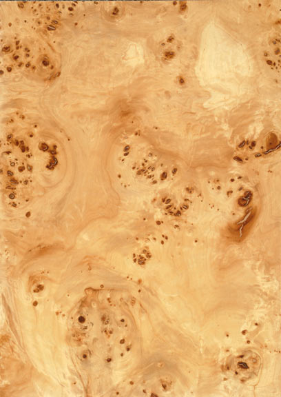 Poplar Burr