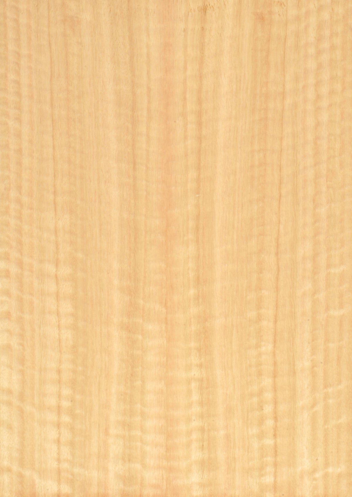 Eucalyptus Figured Block