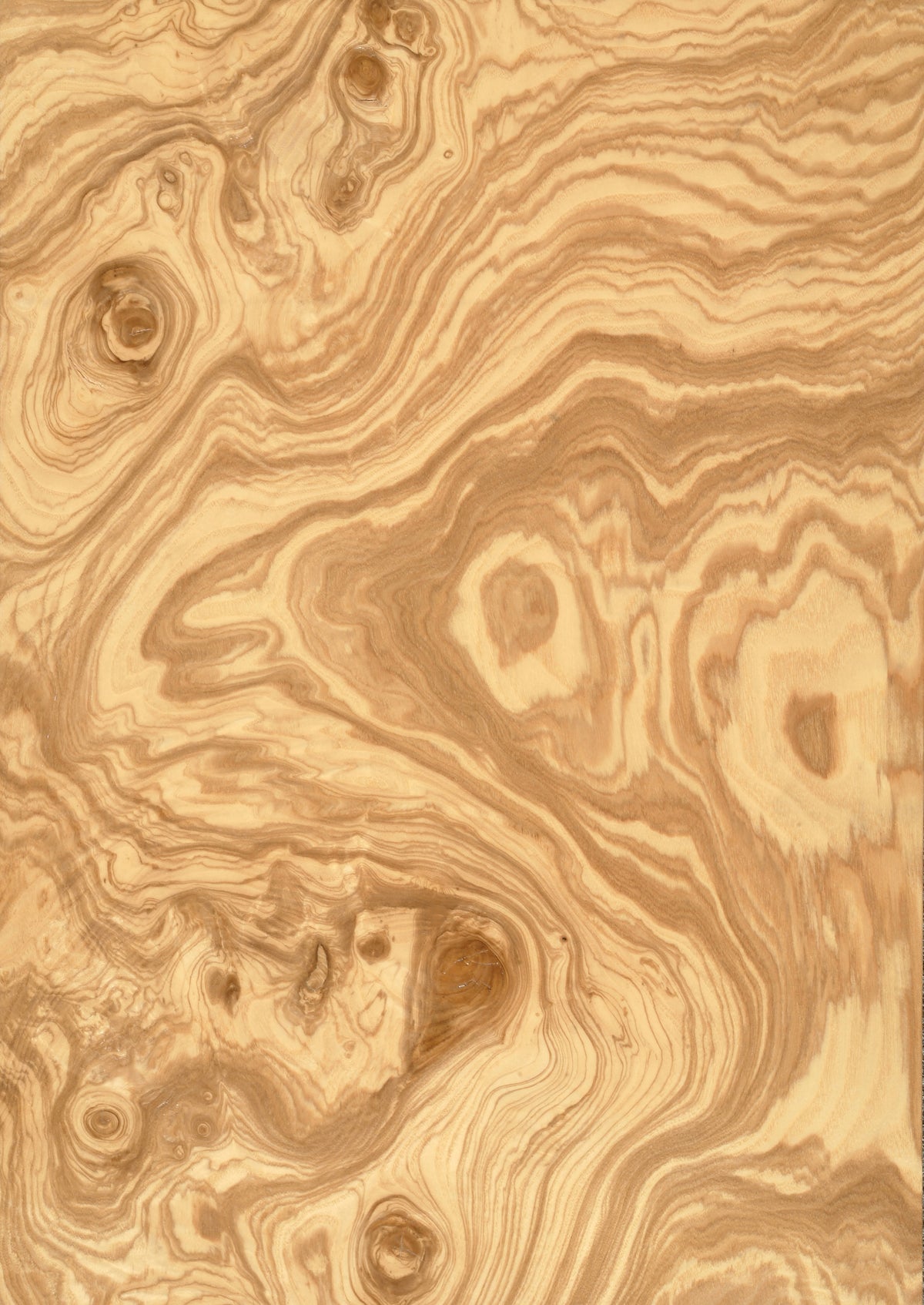 Olive Ash Burr