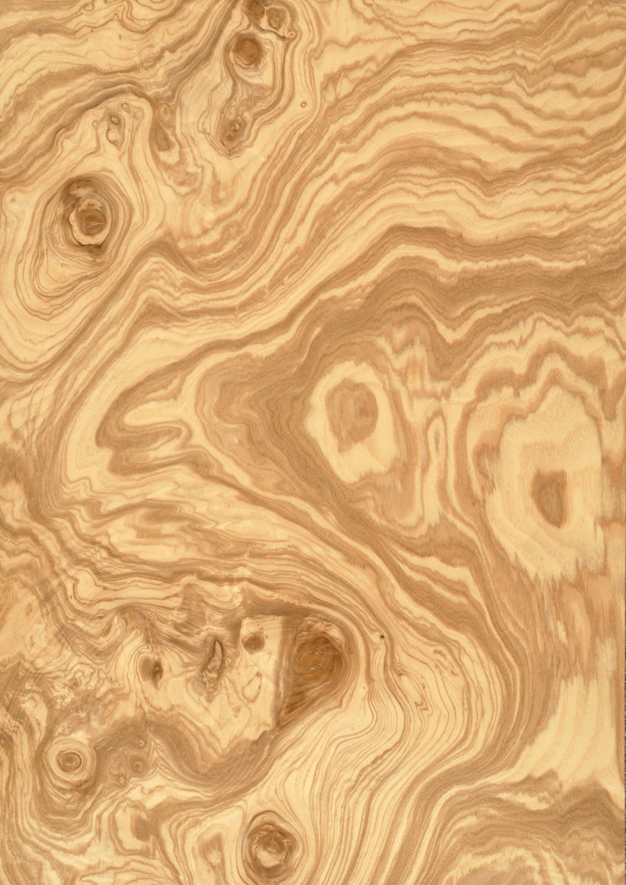 Olive Ash Burr
