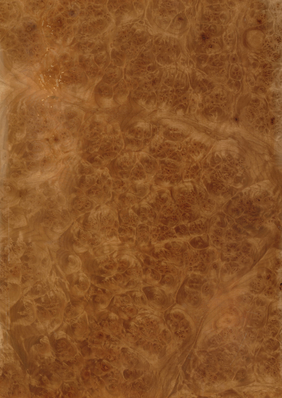 Walnut European Burr Sap
