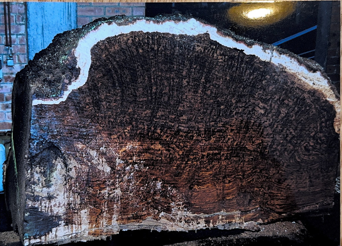 Rare oak burr from the collection purchased in 1997
