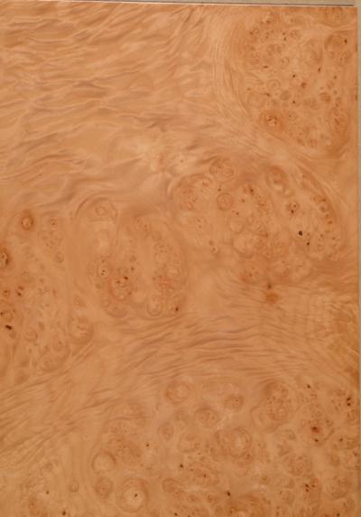 Maple Burr