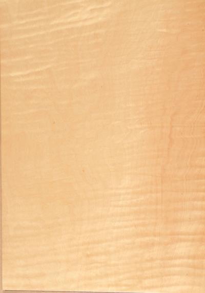 Maple Curly